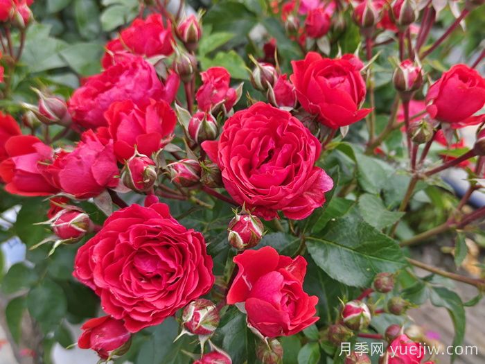 秋季花卉绿植的正确养护方式(图1)