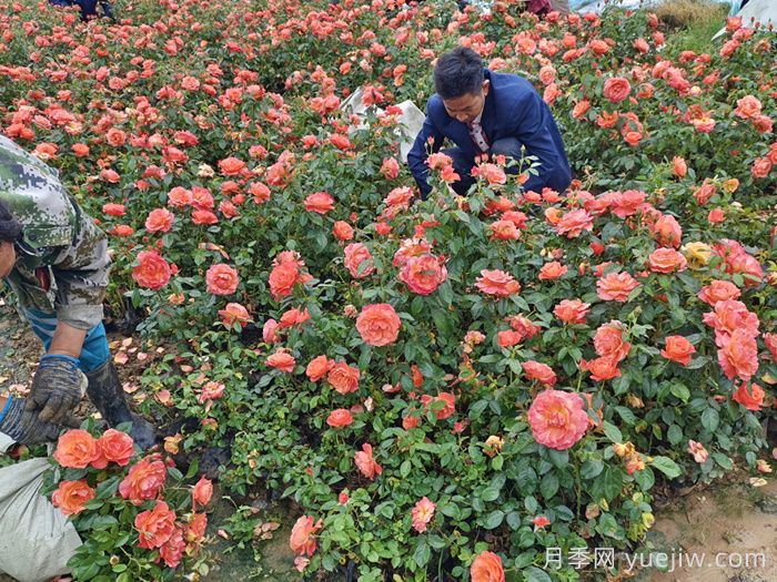 南阳月季在市政绿化中的影响力(图2)