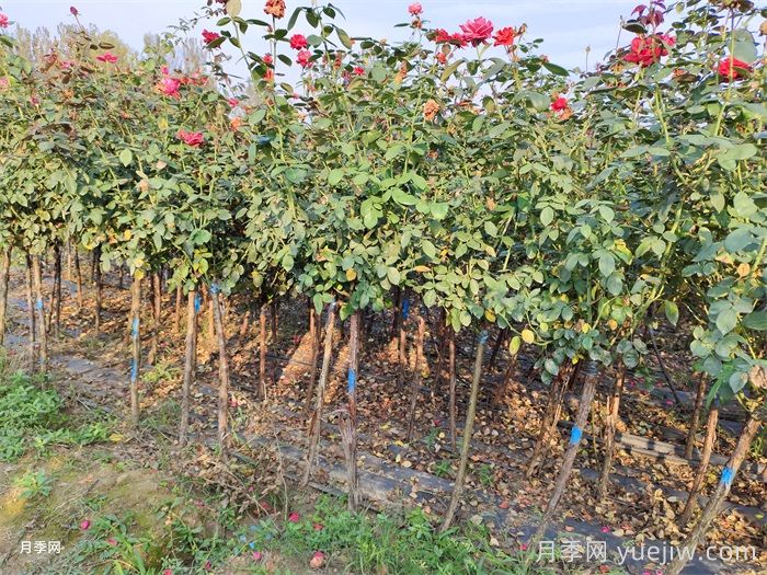 苗木生长不良的七大原因分析(图1) 苗木生长不良的七大原因分析(图1)