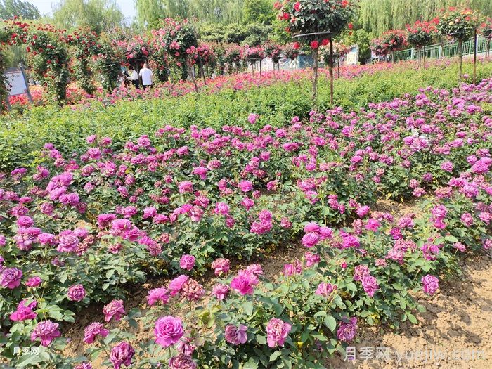 绿化带或路边常见的39种花草树木(图2) 绿化带或路边常见的39种花草树木(图2)