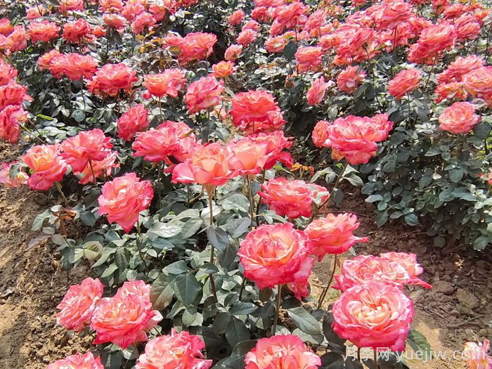 绿化工程常用大花月季品种大全(图4)