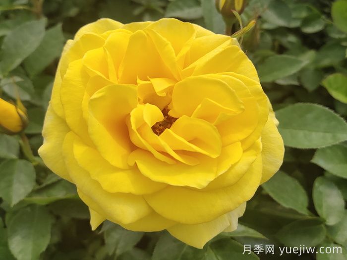 绿化工程常用大花月季品种大全(图5)