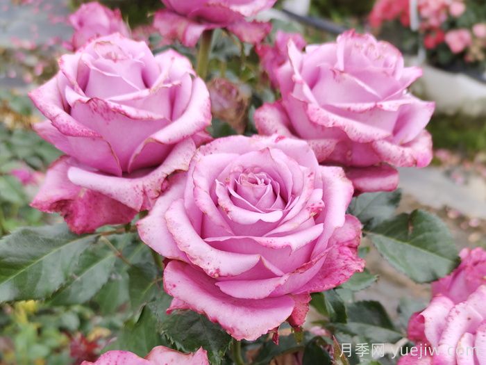 寒露与淮南花代——市花月季(图1)