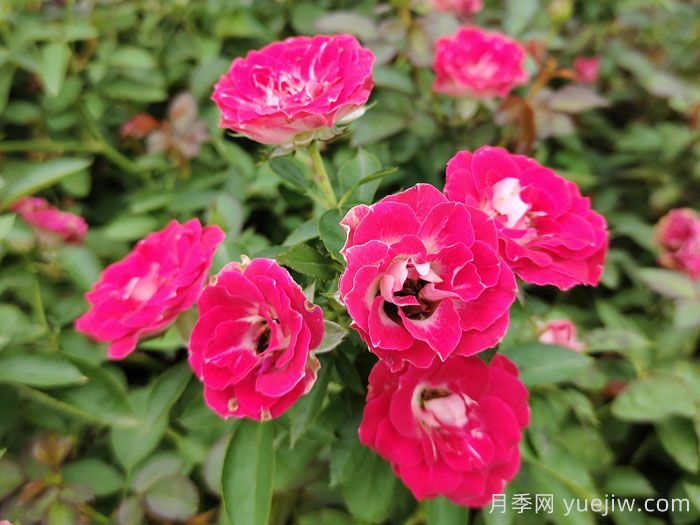 花灌绿篱和草坪秋季施肥措施(图1)