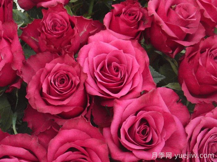 蓝莓月季，复古紫色超级炫酷(图2)