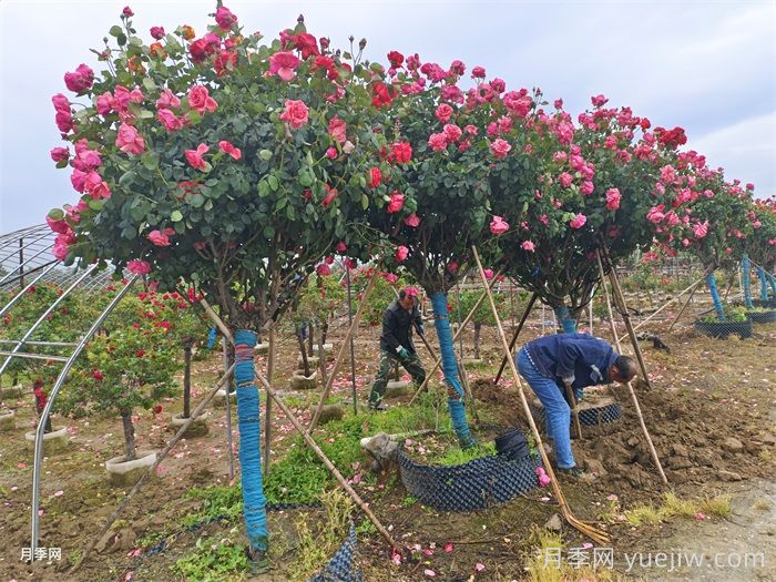 十月月季种植养护注意事项(图1)