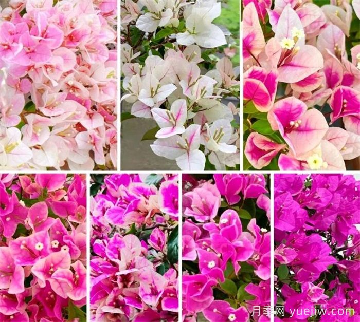 三角梅哪些品种枝头开花？哪些品种满枝开花？(图1)