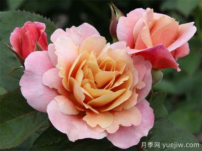 遥远的鼓声月季，从古铜到紫粉的魔术(图1)