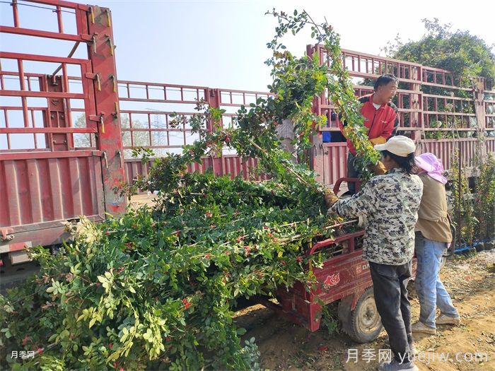 藤本月季的种植与养殖方法(图3)