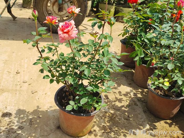 两种技巧能使盆栽月季过冬季(图1)