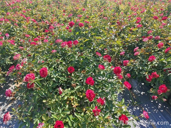 丰花月季病虫害防治方法(图2)