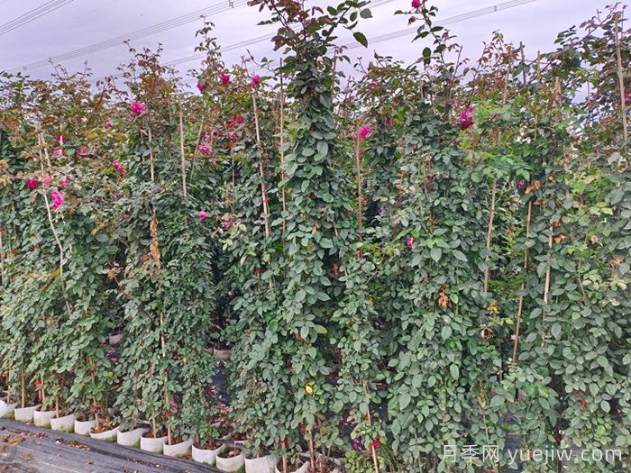 藤本月季的扦插与繁殖技术(图1)