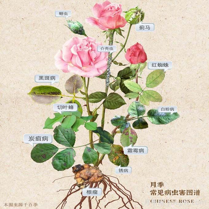 月季花的病虫害防治方法(图1)
