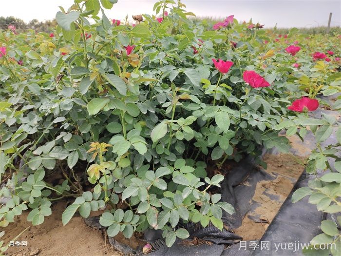 月季花的栽培繁殖技术(图2)