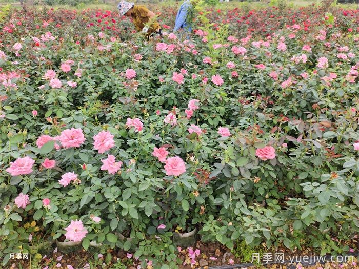 月季花的种植方法和好处(图1)