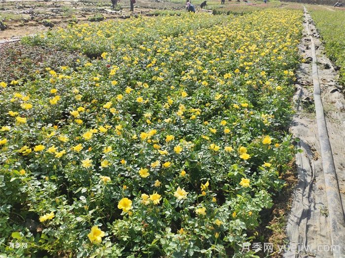 小月季花的养殖方法及图片，微月怎么养？(图3)