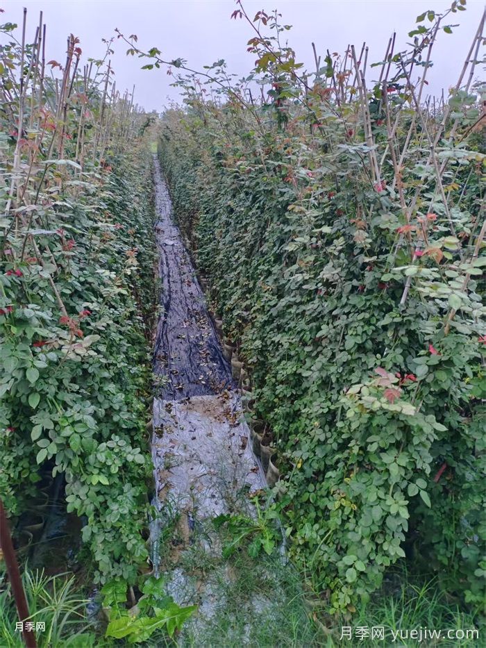 南阳连续阴雨一个月,对月季有什么影响?(图2) 南阳连续阴雨一个月,对月季有什么影响?(图2)