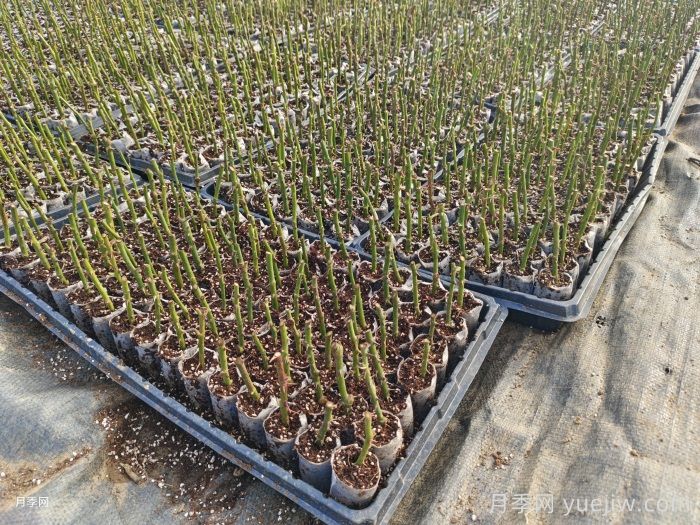 月季冬季无根嫁接扦插育苗技术(图1)