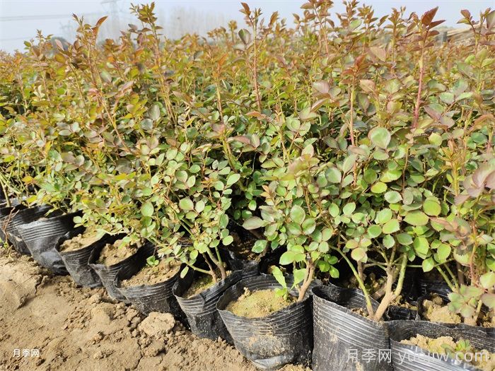 盆栽月季的栽培技术及其病虫害防治(图2)