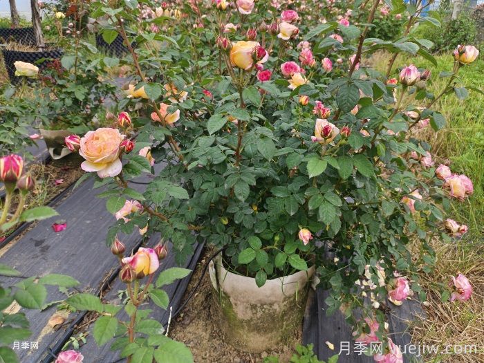 十月园林行业养护管理措施汇总(图1) 十月园林行业养护管理措施汇总(图1)