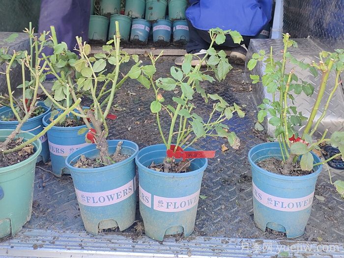 十月园林行业养护管理措施汇总(图2) 十月园林行业养护管理措施汇总(图2)