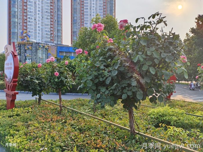 北方乡村绿化的主要苗木品种推荐和配置之道(图1)