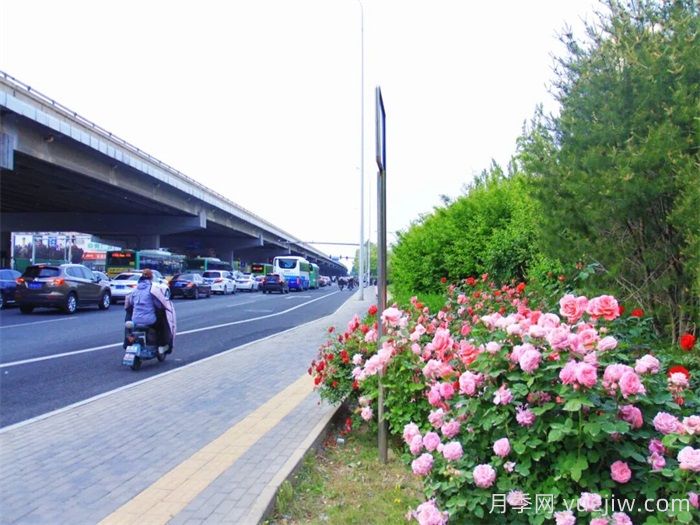 大兴月季，承包城市的浪漫(图2)