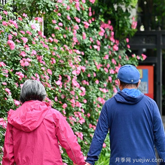 上海徐汇30多米安吉拉月季花墙，藏不住美好(图2)