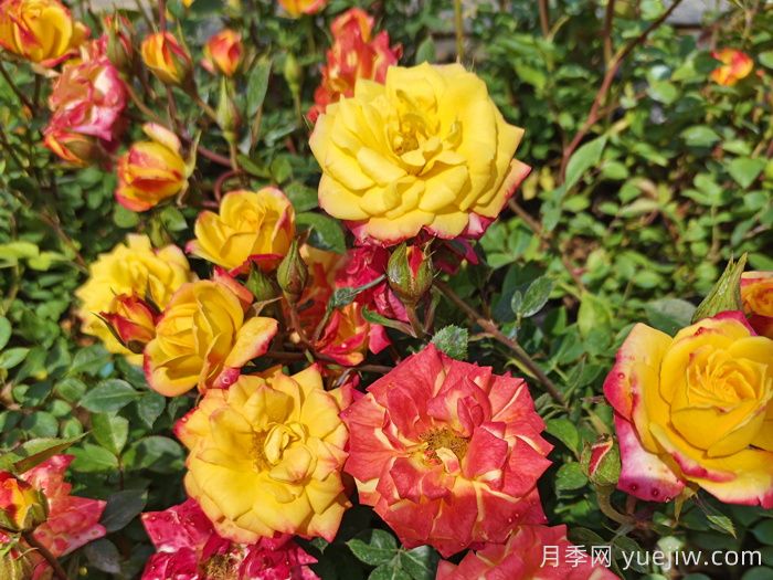 月季养不活!你没有想到的真相(图1) 月季养不活!你没有想到的真相(图1)