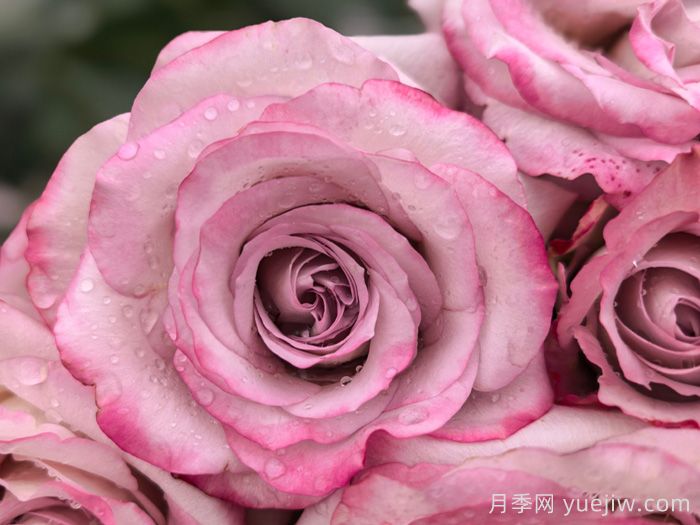 气场月季,高杯状切花的优雅典范(图1) 气场月季,高杯状切花的优雅典范(图1)