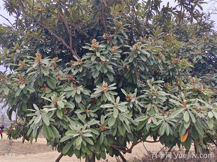 枇杷树如何成为景观实力派选手(图1) 枇杷树如何成为景观实力派选手(图1)
