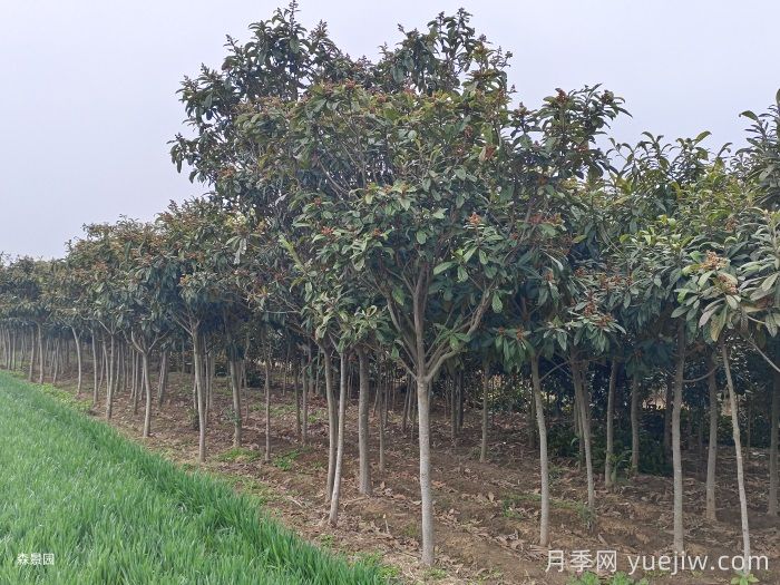 枇杷树如何成为景观实力派选手(图2) 枇杷树如何成为景观实力派选手(图2)