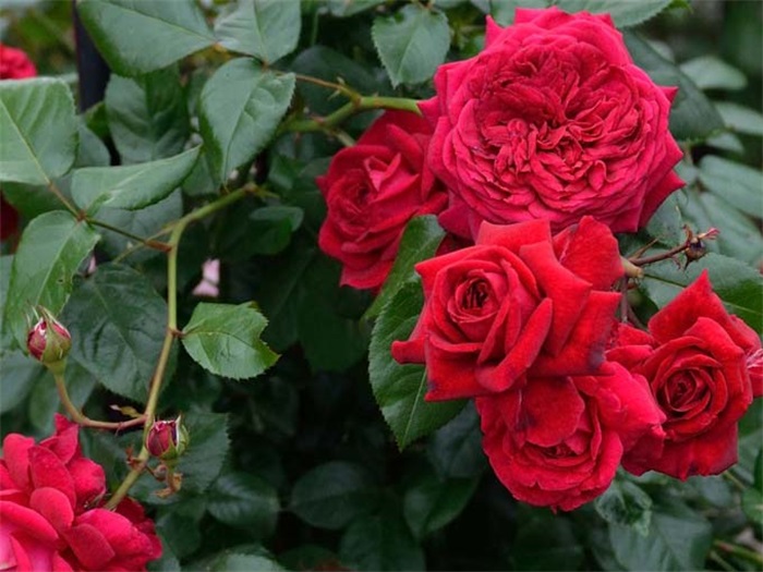 南方二广种藤本月季，有什么好的品种选择？(图1)