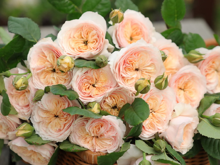 南方二广种藤本月季，有什么好的品种选择？(图4)