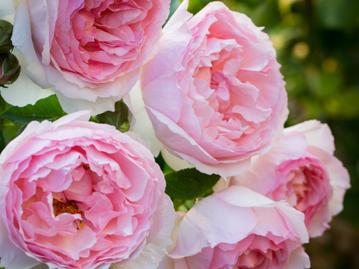 南方二广种藤本月季，有什么好的品种选择？(图6)