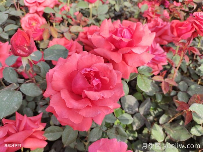 大英县适合种月季吗?月季花盛开在绿化道路(图1) 大英县适合种月季吗?月季花盛开在绿化道路(图1)