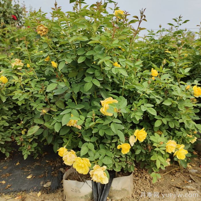 让月季连续开花的方法(图1)