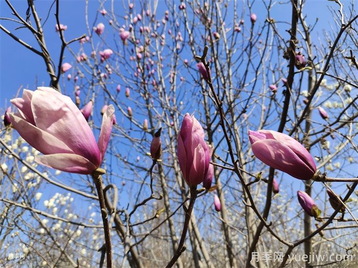 玉兰花虫害防治措施(图1)