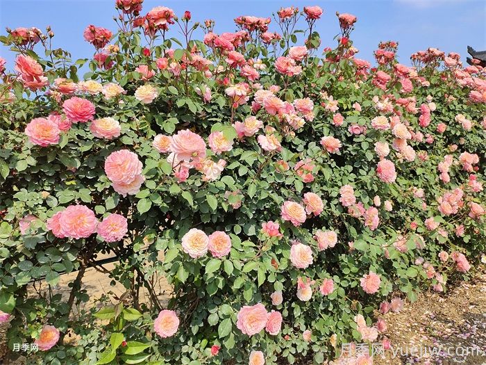 如何让您的月季花园繁华似锦？(图1)