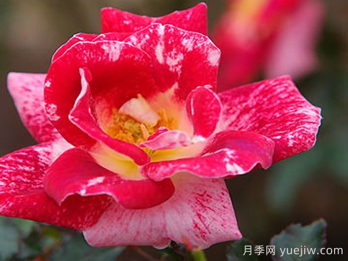 阿德里安梅西埃月季(图1)