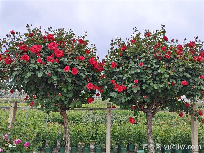 曲靖适合种月季吗?有哪些月季绿化景观(图1) 曲靖适合种月季吗?有哪些月季绿化景观(图1)