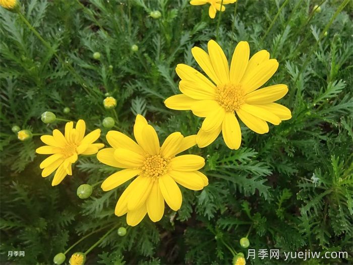 花境是什么？有哪些花境植物？(图3)