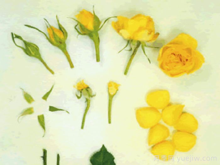 得克萨斯柯德娜月季(图1)