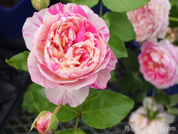 可藤可灌月季品种盘点，随你所愿(图3)