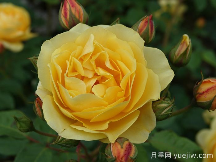 可藤可灌月季品种盘点，随你所愿(图4)