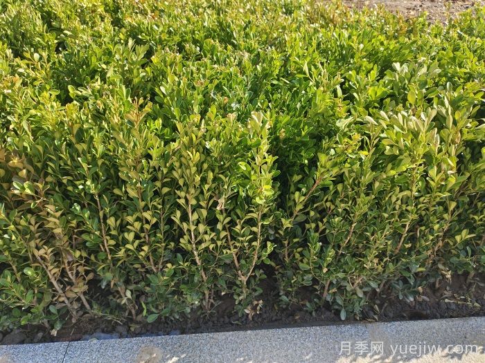 大叶黄杨和小叶黄杨该如何区别?(图2) 大叶黄杨和小叶黄杨该如何区别?(图2)