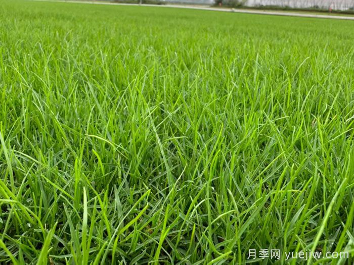刚铺的草皮一天浇水几次？(图1)