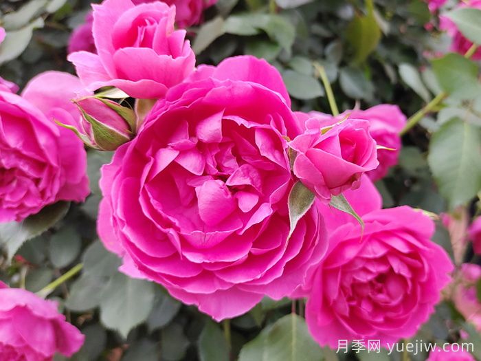 5个月季花品种推荐(图3)