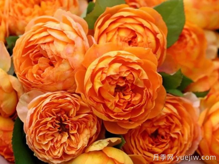30种最漂亮的月季，你喜欢哪一种？(图3)