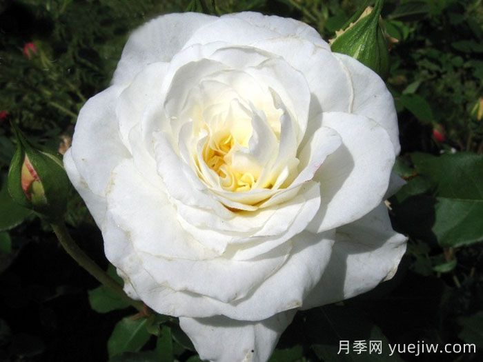 埃莱娜卡雷尔恩科斯月季(图1) 埃莱娜卡雷尔恩科斯月季(图1)